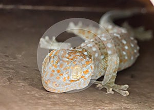 Common house Tropical Gecko climbing on wall (Hemidactylus frenatus), Thailand