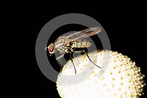 Common Housefly