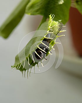The common housefly caught in the trap of carnivorous plants of Dionea photo