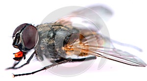 common housefly detail
