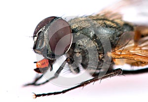 Common housefly detail