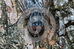 Common housefly (Musca domestica): detail of head