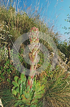 Common houseleek - Sempervivum tectorum