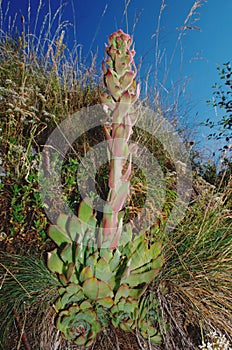 Common houseleek - Sempervivum tectorum