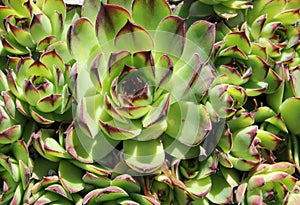 Common houseleek (Sempervivum tectorum) - closeup