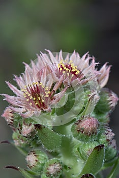 Common houseleek Sempervivum tectorum, pink flowers