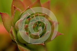 Common Houseleek, Sempervivum Tectorum, Plant of the alps.