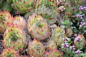 Common houseleek Sempervivum tectorum, plants between thyme