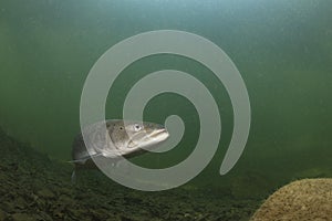 Common huchen Hucho hucho underwater, danube salmon