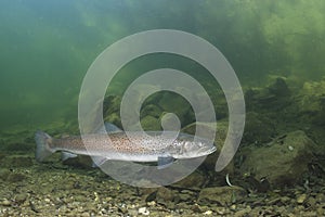 Common huchen Hucho hucho underwater, danube salmon