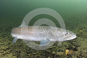 Common huchen Hucho hucho underwater, danube salmon