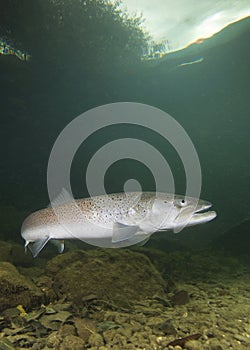 Common huchen Hucho hucho underwater, danube salmon