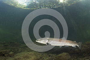 Common huchen Hucho hucho underwater, danube salmon