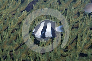 Common Humbug Dascyllus aruanus