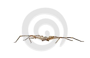 Common huntsman spider crawling on white background