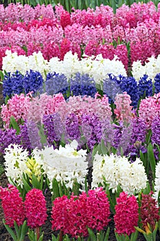 Common hyacinth