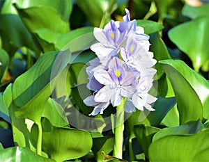 Common hyacinth flower.