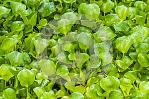 Common Hyacinth wild water plants with rain drops photo