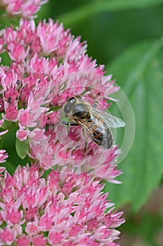 Common Hylotelephium spectabile, pink flowers in close-up with honeybee photo