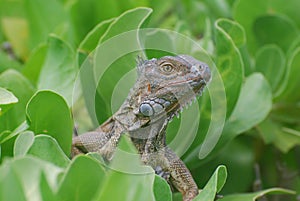 Common Iguana Perched in a Green Bush