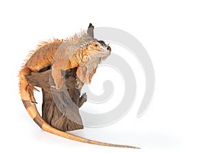 Common Iguana (red morph) sitting on driftwood close up.