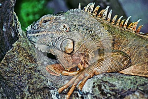 Common iguana on a stone close up