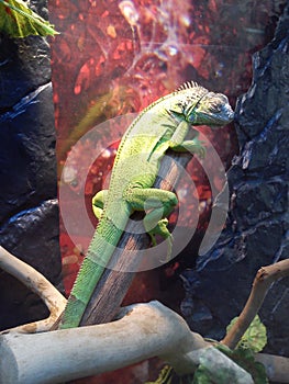 Common iguana in a terrarium. Green lizard on a branch. Back dark red background. Animal resting