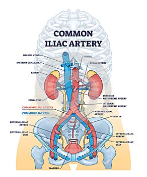 Common iliac artery as aorta towards the pelvic region outline diagram