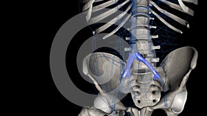 The common iliac vein is formed by the unification of the internal and external iliac veins