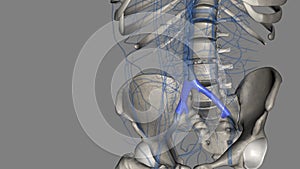 The common iliac vein is formed by the unification of the internal and external iliac veins