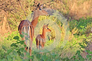 Common Impala - African Wildlife Background - Baby Animals and their Moms