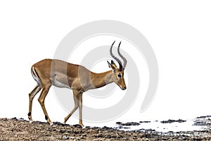 Common Impala in Kruger National park, South Africa