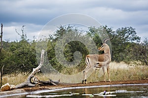 Common impala in Kruger National park, South Africa