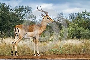 Common impala in Kruger National park, South Africa