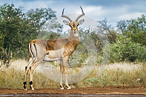 Common impala in Kruger National park, South Africa