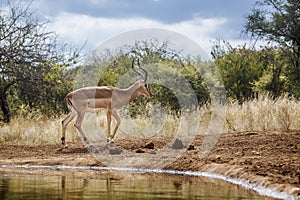 Common impala in Kruger National park, South Africa