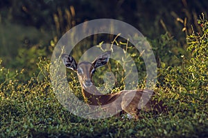 Common impala in Kruger National park, South Africa