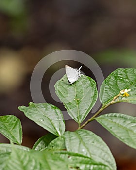 Common imperial butterfly resting on a leaf in the wild