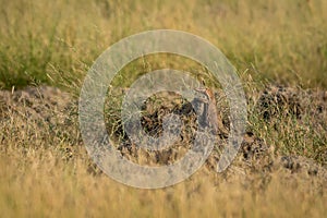 Common indian bengal monitor lizard basking in winter sunlight on sand mounds at grassland of tal chhapar