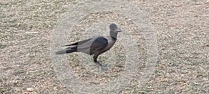 The common Indian house crow