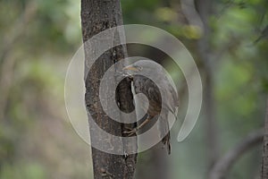 Common indian Jungle Blabber bird