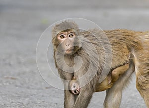 Common Indian monkey, rhesus Macaque carrying her baby gazing at the camera soulfully in all hopes