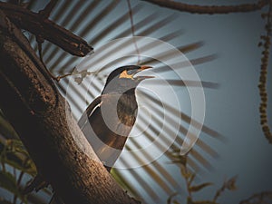 Common indian myna bird