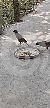 Common Indian Myna Birds Eating Food