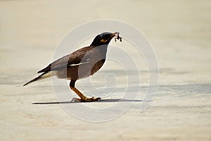 Common indian myna eating a small lizard in day time. This bird is also known as acridotheres tristis.