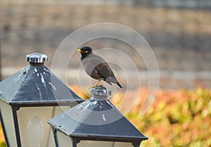 Common Indian Myna or Mynah perched known as Acridotheres tristis in scientific terms