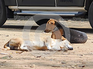 The Common Indian pariah stray dog also called Pure Breeds Native dog or Desi street Dog in the street of Kolkata, India, South