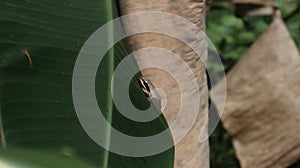 A Common Indian tree frog sitting on top of a banana leaf