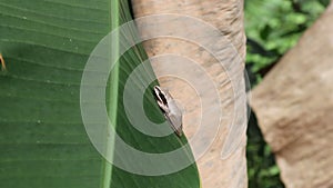 A Common Indian tree frog on top of a banana leaf