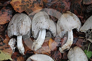 Common ink cap Coprinus atramentarius mushrooms in wild